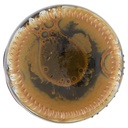 [Immagino] Parte inferiore planogramma