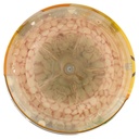 [Immagino] Parte inferiore planogramma